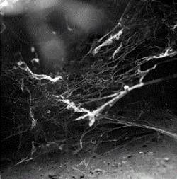 Raptus (POR) : Antiphilanthropy - Fragments